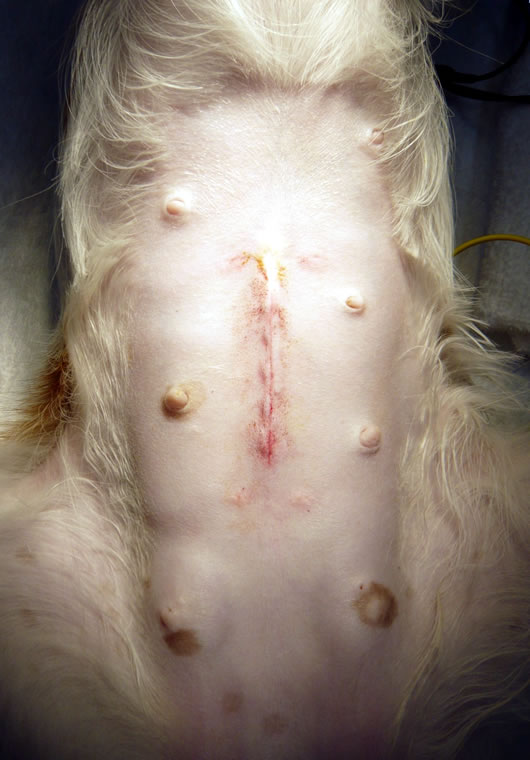 犬猫の避妊手術 皮内縫合 合成吸収糸 手術直後