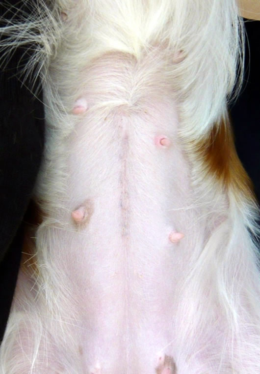 犬猫の避妊手術 皮内縫合 合成吸収糸 手術から2週間後